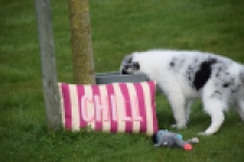 Border Collie (reu) 83484