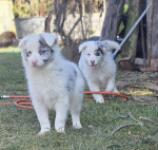 Border Collie (reu) 83484