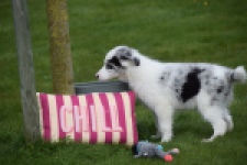 Border Collie (reu) 83484