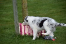 Border Collie (reu) 83484