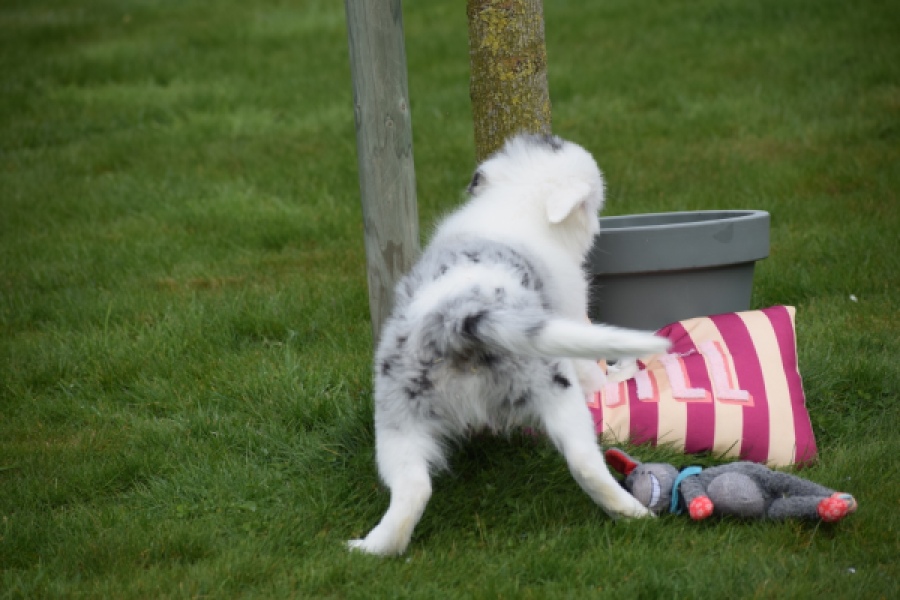 Border Collie (reu) 83484