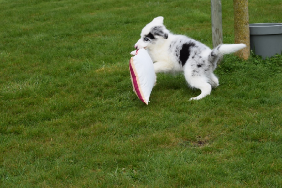 Border Collie (reu) 83484