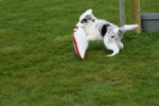 Border Collie (reu) 83484