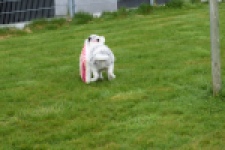 Border Collie (reu) 83484