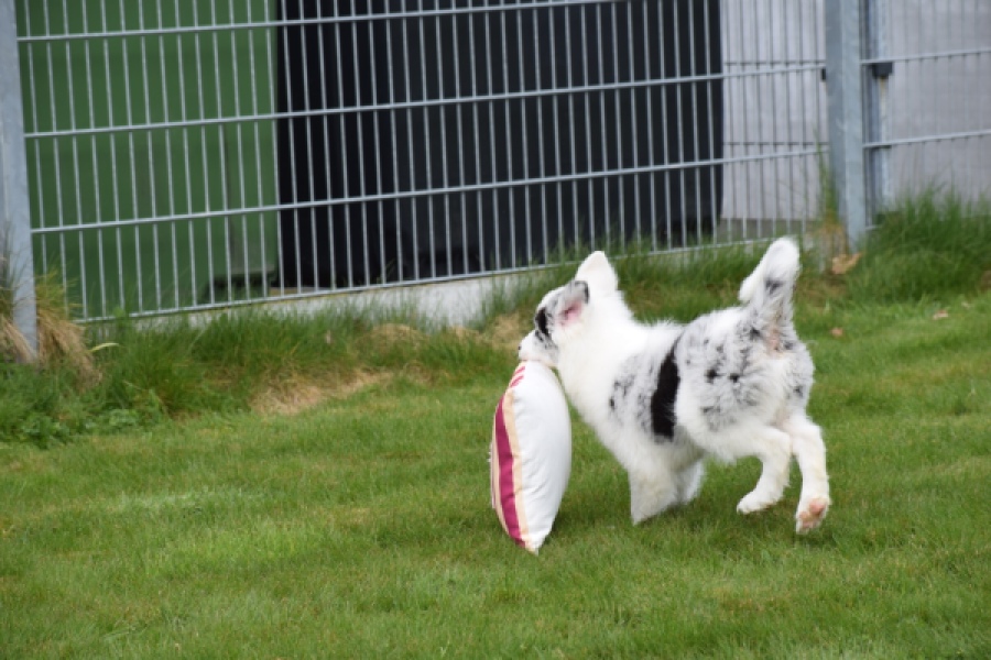 Border Collie (reu) 83484