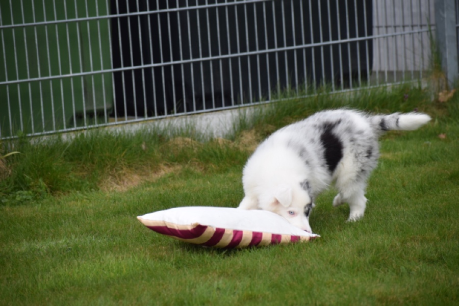 Border Collie (reu) 83484