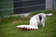 Border Collie (reu) 83484