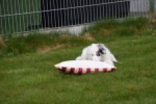 Border Collie (reu) 83484