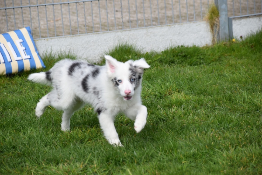 Border Collie (reu) 83483