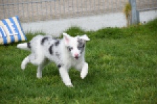 Border Collie (reu) 83483