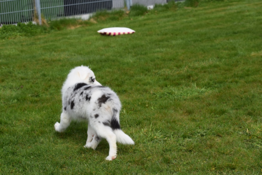 Border Collie (reu) 83483