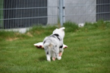 Border Collie (reu) 83483