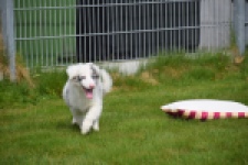 Border Collie (reu) 83483