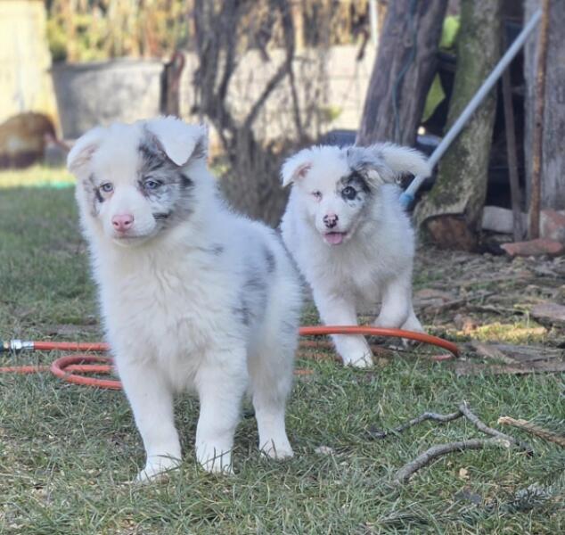 Border Collie (reu) 83483