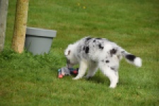 Border Collie (reu) 83483