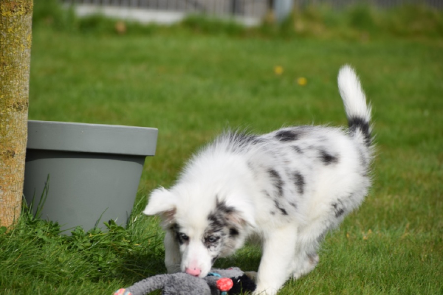 Border Collie (reu) 83483