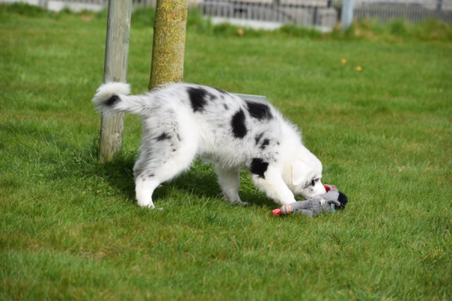 Border Collie (reu) 83483