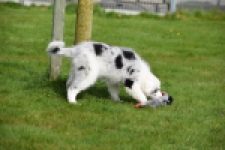 Border Collie (reu) 83483