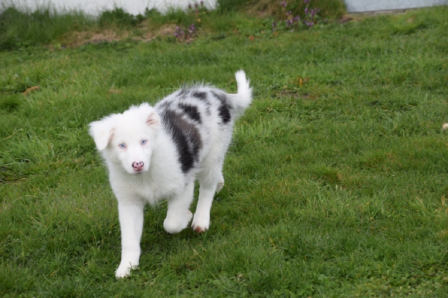 Border Collie (reu) 83485