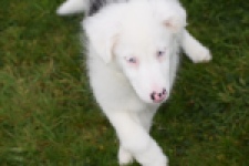 Border Collie (reu) 83485