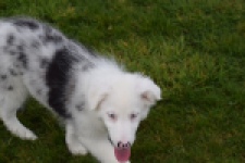 Border Collie (reu) 83485