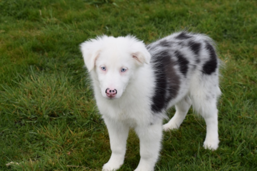 Border Collie (reu) 83485