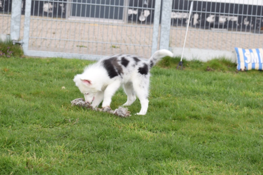 Border Collie (reu) 83485