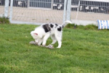 Border Collie (reu) 83485