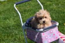 Maltipoo (reu) 30903