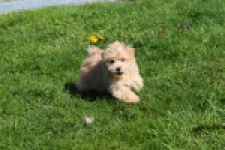 Maltipoo (reu) 30903