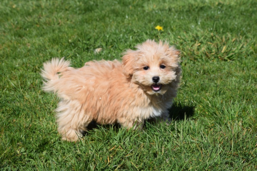 Maltipoo (reu) 30903
