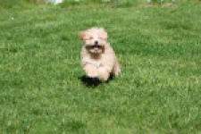 Maltipoo (reu) 30903