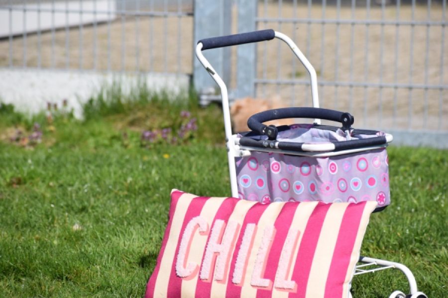 Maltipoo (reu) 30903