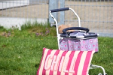 Maltipoo (reu) 30903