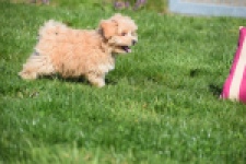 Maltipoo (reu) 30903