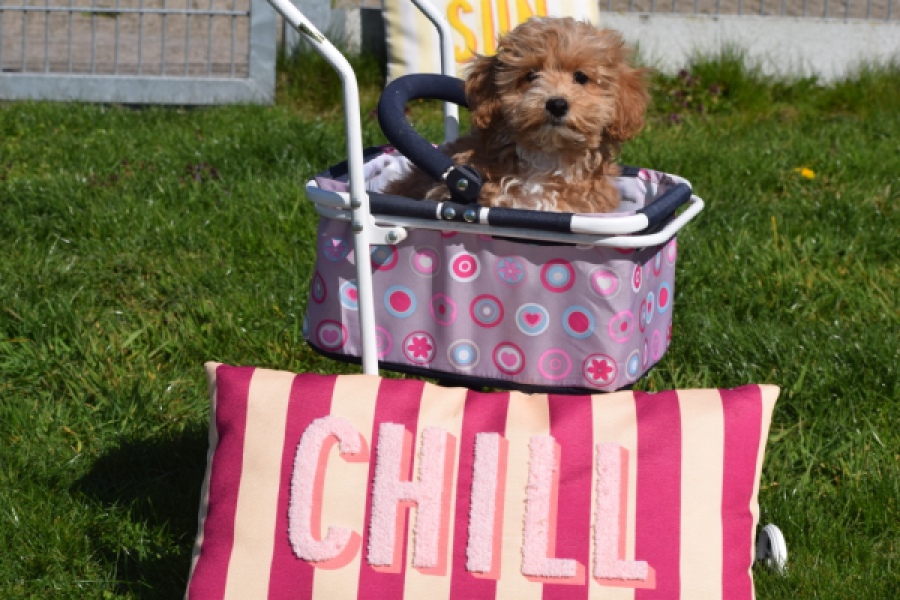 Maltipoo (teef) 30905