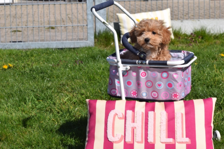 Maltipoo (teef) 30905