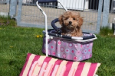 Maltipoo (teef) 30905