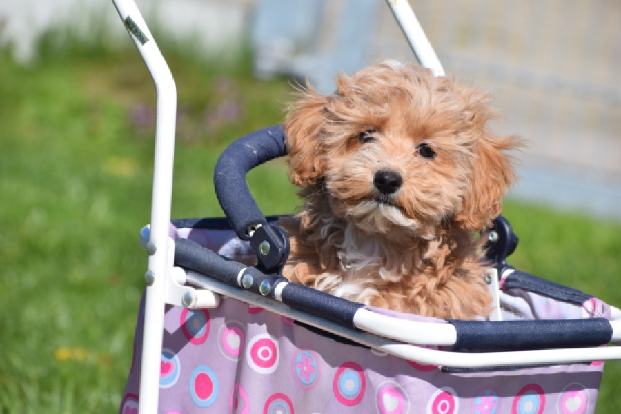 Maltipoo (teef) 30905