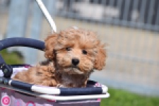 Maltipoo (teef) 30905