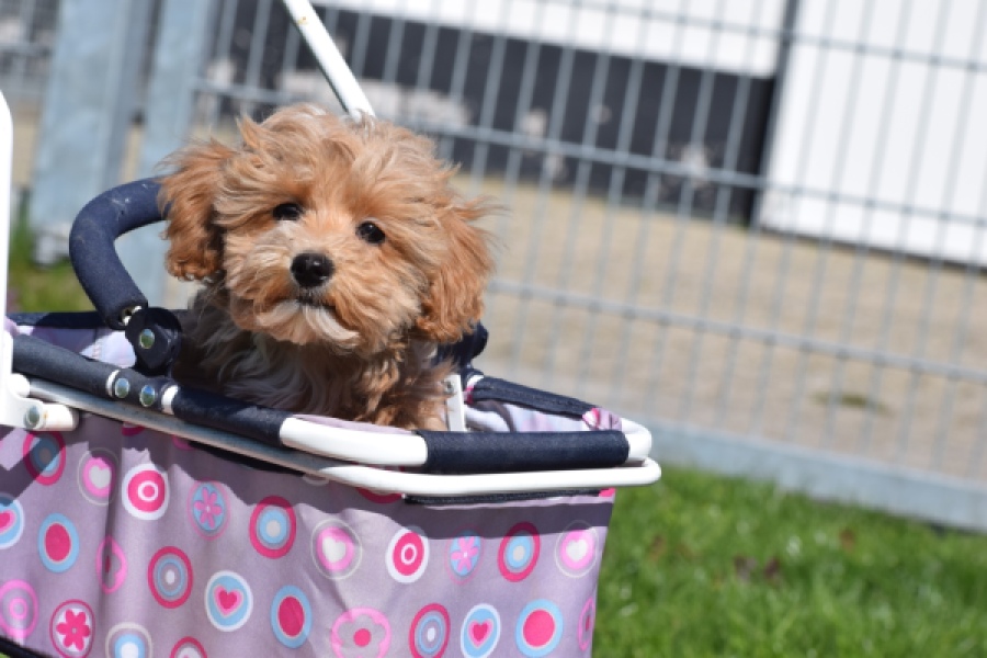 Maltipoo (teef) 30905