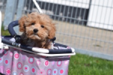 Maltipoo (teef) 30905