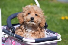 Maltipoo (teef) 30905