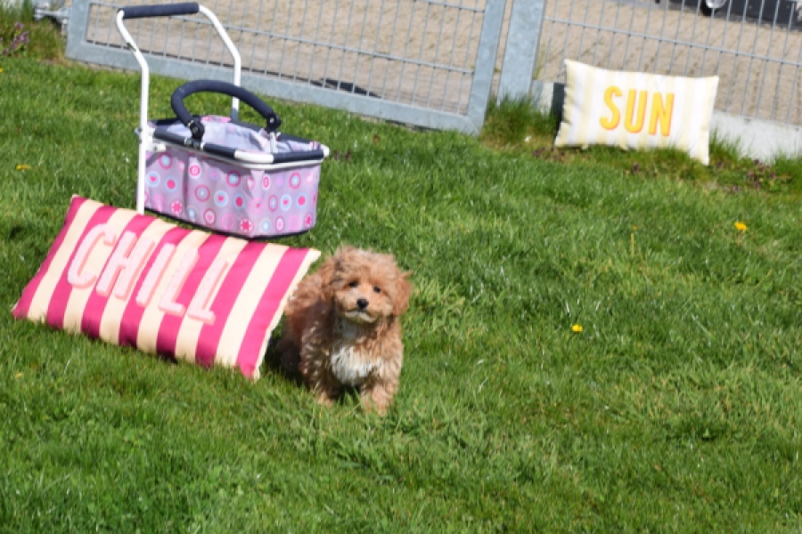 Maltipoo (teef) 30905