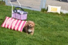 Maltipoo (teef) 30905