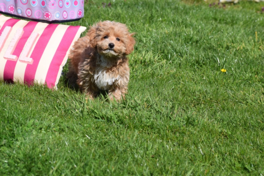 Maltipoo (teef) 30905
