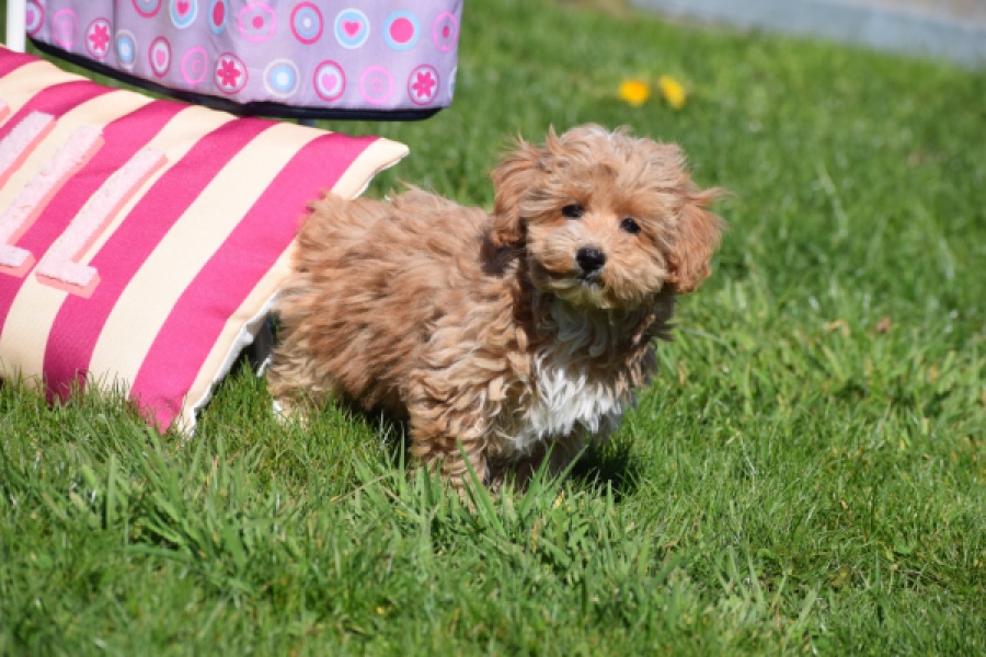 Maltipoo (teef) 30905