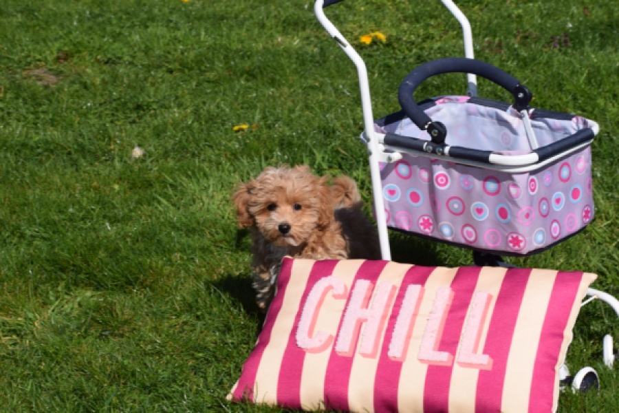 Maltipoo (teef) 30905