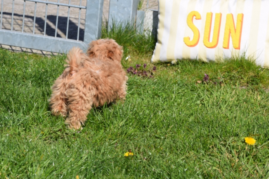 Maltipoo (teef) 30905