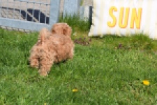 Maltipoo (teef) 30905